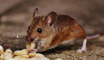 24 Hour & Emergency Exterminators in City Of Industry, CA